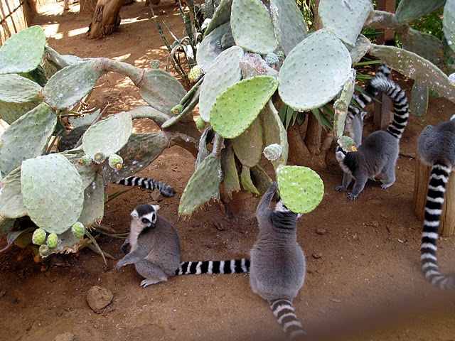 Ring-Tailed Lemurs at the Monkey Park